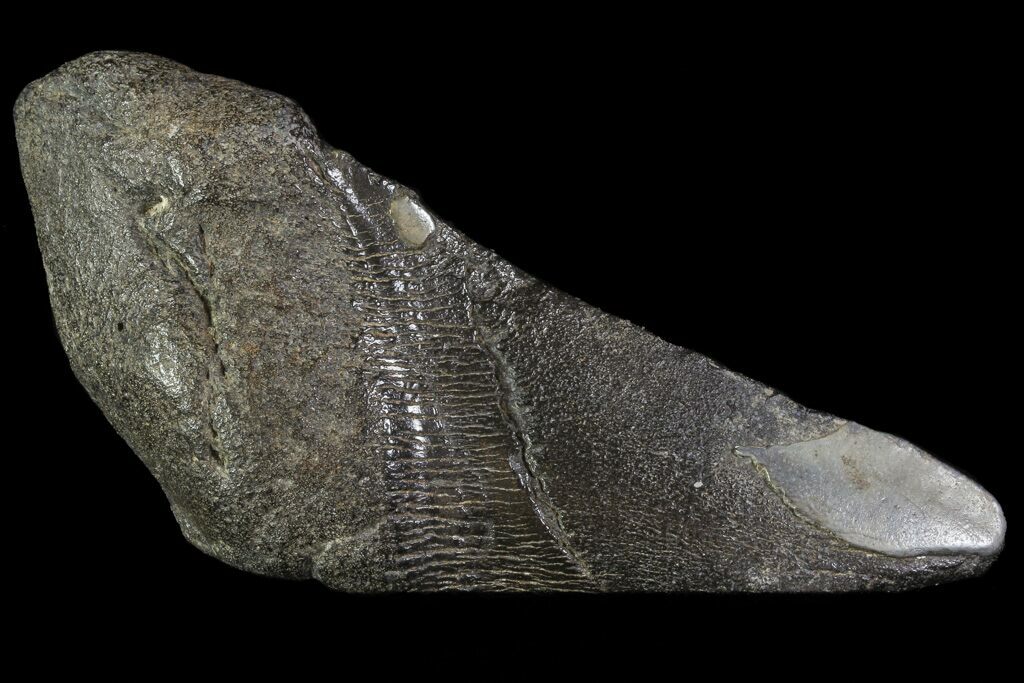 Megalodon behavior picture