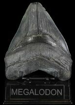 Megalodon Shark Infographic - FossilEra.com