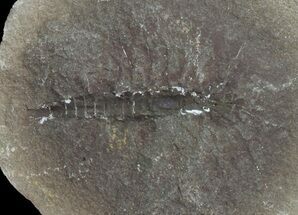 Palaeocaris Fossil Shrimp (Pos/Neg) - Mazon Creek #70607