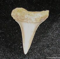Fossil Mako & White Shark Teeth For Sale 