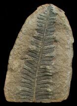 Million Year Old Fern Fossil - #5731