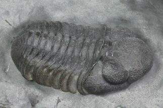 Long, Prone Eldredgeops Trilobite - New York #70887