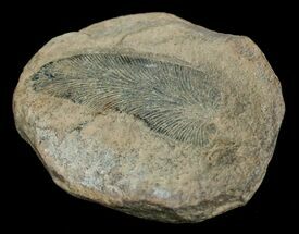 Fossil Neuropteris Seed Fern Leaf #5735