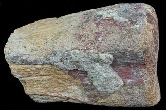 Hadrosaur (Maiasaura) Distal Radius Section - Montana #71160