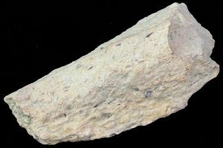 Hadrosaur (Maiasaura) Bone Fragment - Montana #71323