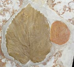 Two Paleocene Fossil Leaves (Davidia & Zizyphoides) - Montana #71512