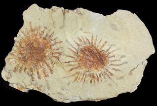 Two Fossil Seed Pods (Sparganium) From Montana - Paleocene #71515