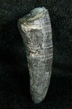 Miocene Aged Fossil Whale Tooth - #5668