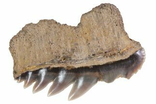 Fossil Cow Shark (Notorynchus) Tooth - Maryland #71100