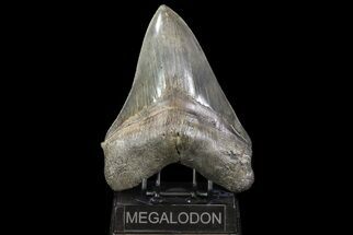 Serrated, Megalodon Tooth (Some Root Restoration) #71585