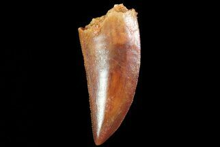 Serrated, Raptor Tooth - Morocco #71474