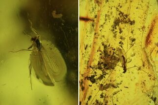 Fossil Crane Fly (Limoniidae) and Diptera In Baltic Amber #72199