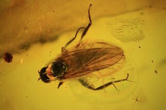 Detailed Fossil Sandfly (Ceratopogonidae) In Baltic Amber #72214