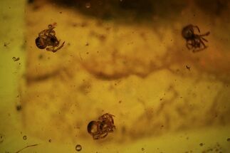 Four Fossil Spiderlings (Aranea) In Baltic Amber #72247