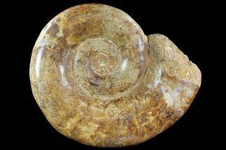 Polished, Jurassic Ammonite - Madagascar #72881