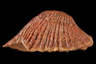 Fossil Sawfish Dermal Denticle - Kem Kem Beds, Morocco #72763