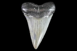 Large, Fossil Mako Shark Tooth - South Carolina #72829