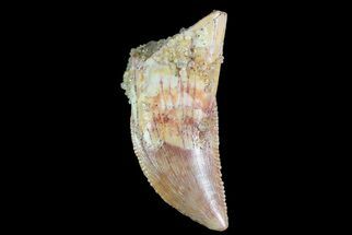 Serrated, Raptor Tooth with Partial Root - Morocco #72670