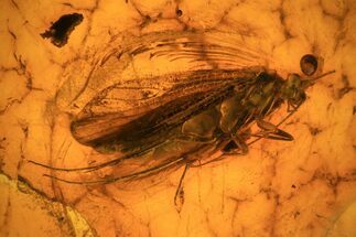 mm Fossil Caddisfly (Trichopterae) In Baltic Amber #73345