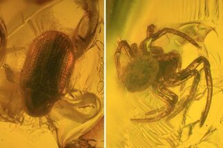 Fossil Beetle (Coleoptera) & Spider (Aranea) In Baltic Amber #73356