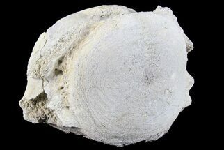 Fossil Brontotherium (Titanothere) Vertebrae - South Dakota #73231