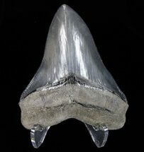 Beautiful, Megalodon Tooth - Great Serrations #72823