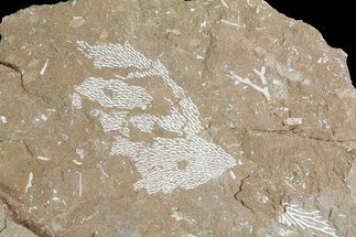Ordovician Bryozoan (Chasmatopora) Plate - Estonia #73506