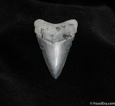 Sweet Juvenile Bone Valley Megalodon Tooth #130