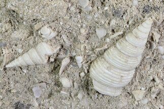 Eocene Fossil Gastropods (Sigmesalia) - Damery, France #73812