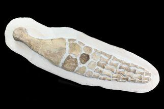 Composite Fossil Plesiosaur Paddle - Goulmima, Morocco #73946