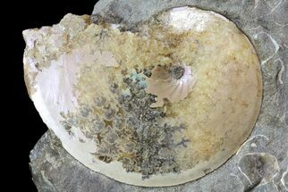 Sphenodiscus Ammonite- South Dakota #73864