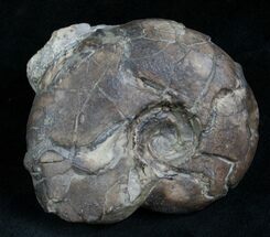 Sowerbyceras Ammonite - French, Alps #5801