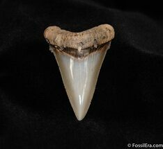 DAGGER! ANGUSTIDEN TOOTH #132