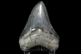 Glossy, Serrated, Fossil Megalodon Tooth - Georgia #74610