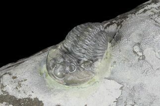 Flexicalymene Trilobite on Treptoceras Cephalopod - Ohio #74730