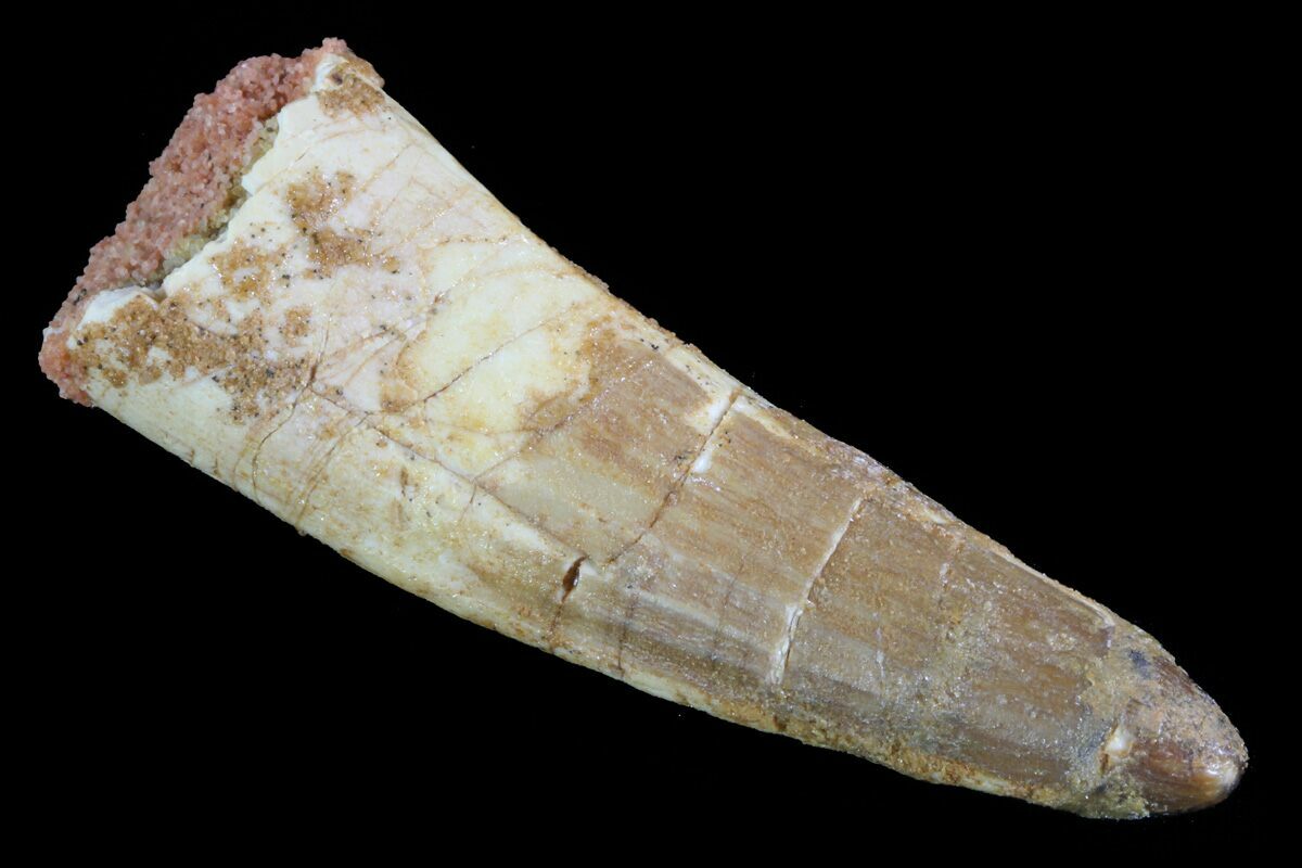 real spinosaurus tooth