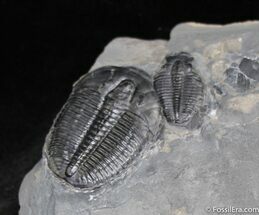 Double Elrathia Trilobite In Matrix #903