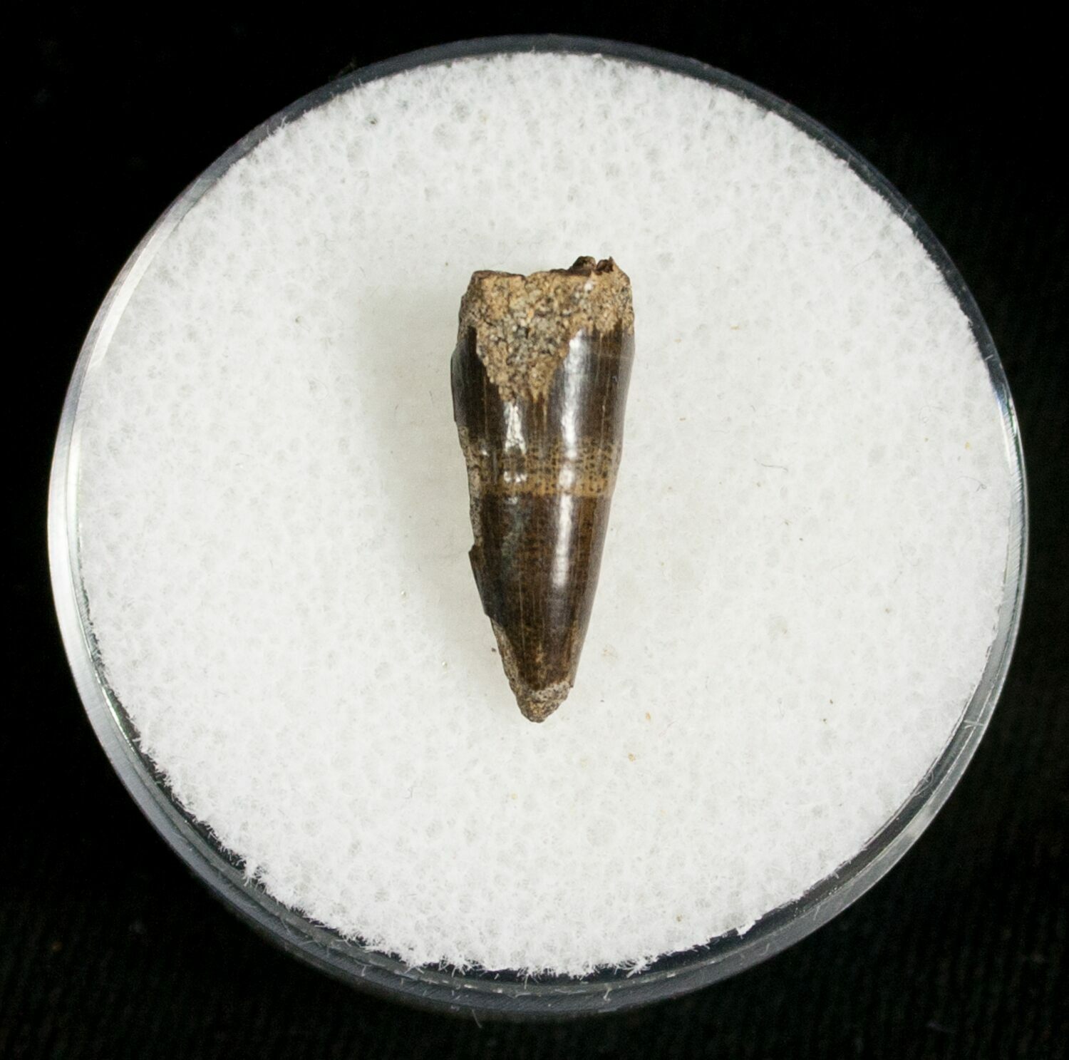 Leidyosuchus Tooth Cretaceous Crocodile (5871) For Sale