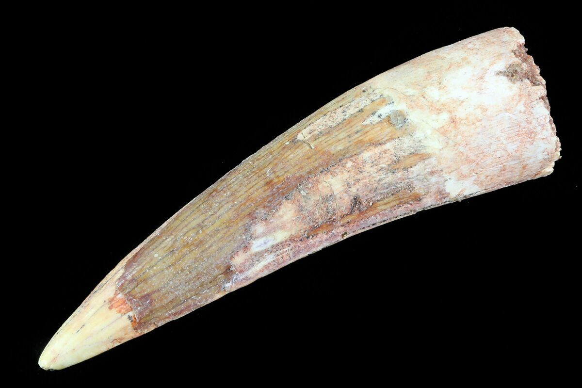 spinosaurus fossil tooth