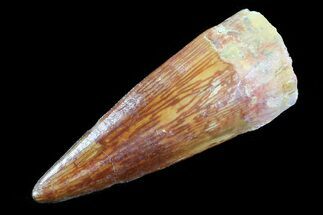 Spinosaurus Tooth - Excellent Preservation #75210