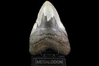 Megalodon Tooth - Largest Tooth We've Had! #75496