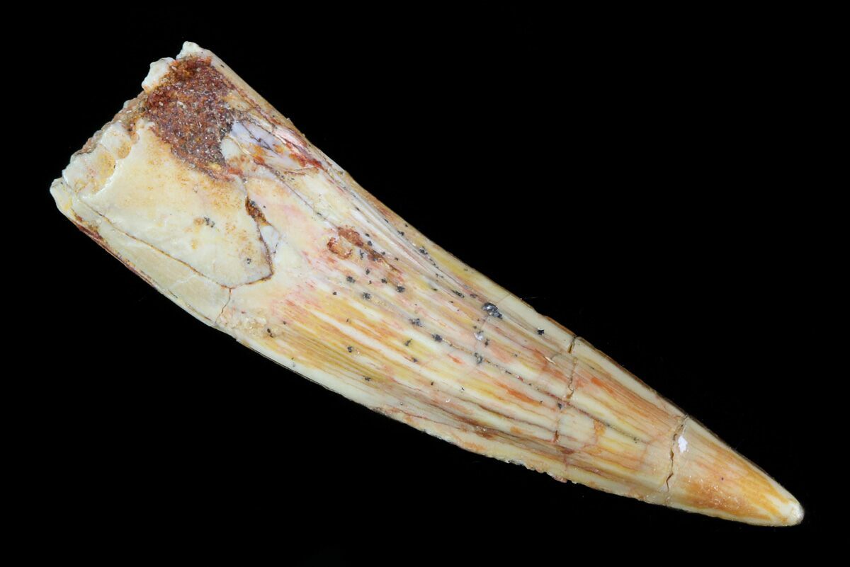 spinosaurus tooth real