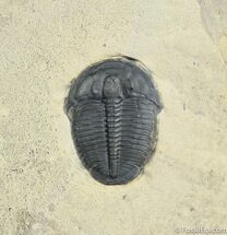 Elrathia Trilobite In Matrix #908