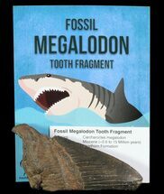 Real Fossil Megalodon Partial Tooth - 3-4" - Fossil #75576