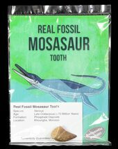 Real Fossil Mosasaur Tooth (Packaged) - Fossil #75630