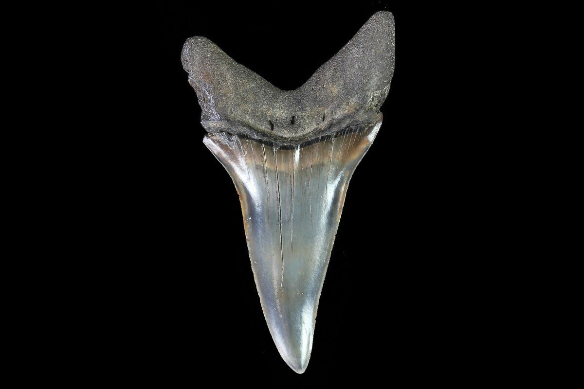Large, 2.69" Fossil Mako Shark Tooth For Sale (75233