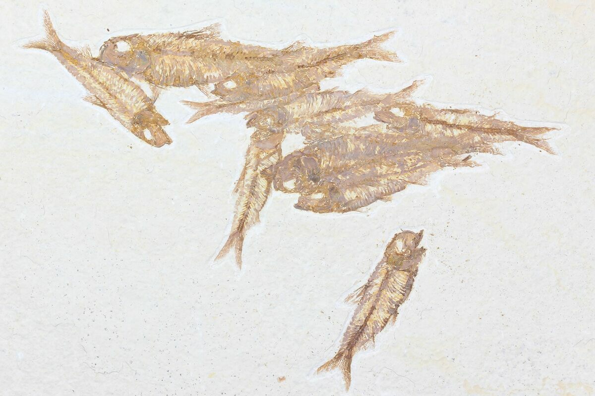 Multiple Knightia Fossil Fish - Wyoming #75979