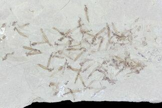 Fossil Crane Fly Larvae - Green River Formation, Utah #76077