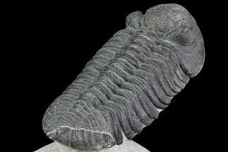 Drotops Trilobite - Top Quality Specimen! #76209