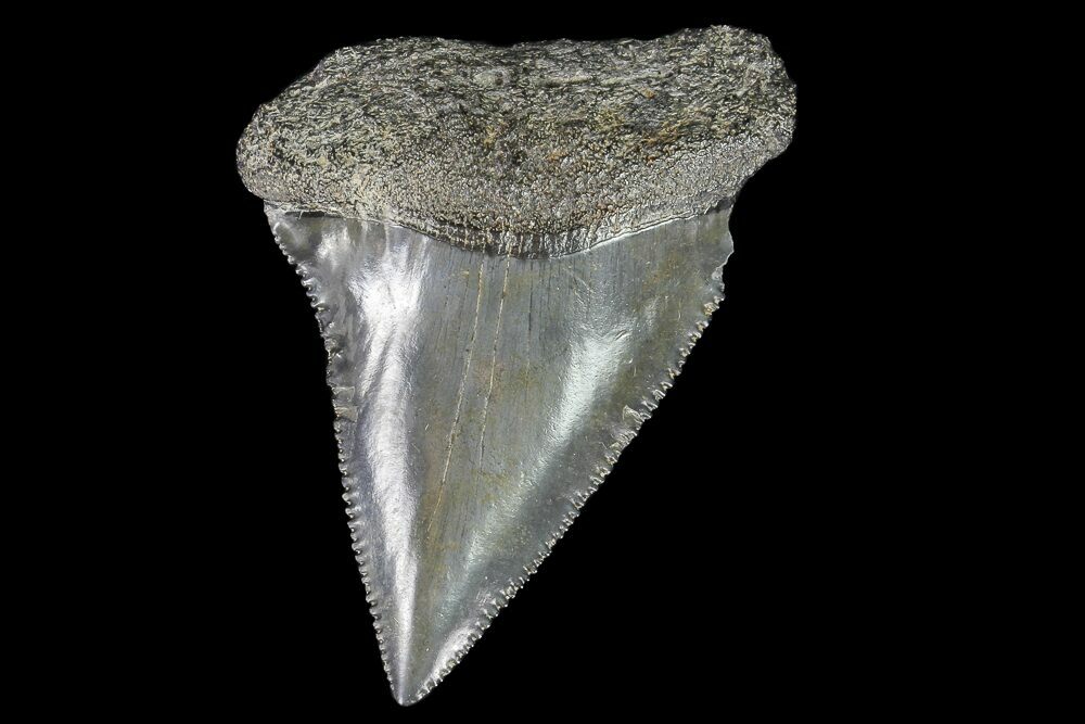 https://assets3.fossilera.com/sp/237197/mako-white-shark-teeth/carcharodon-carcharias.jpg